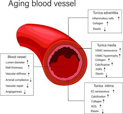 Epigenetics and Vascular Senescence–Potential New Therapeutic Targets?